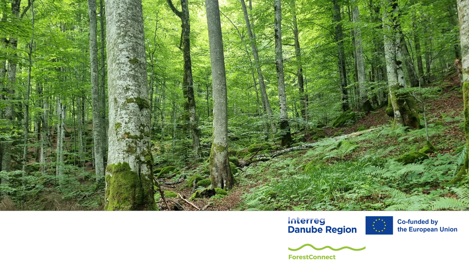 Forest Connect 