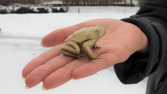 Goldene Unke Goldene Unke