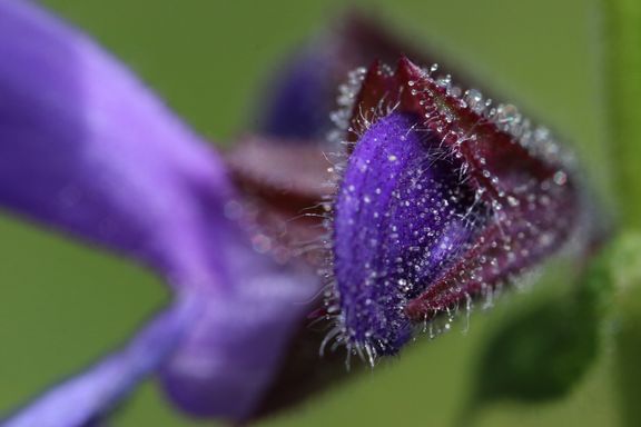 Unesco Chair upcoming - nature