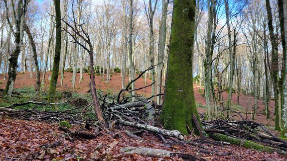 bestnature-bild.jpg 