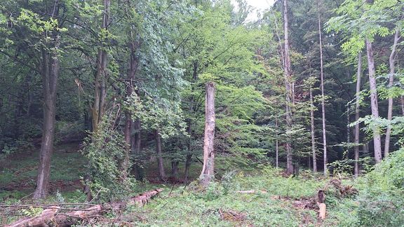 BiodiverCITY Villach - Federaun