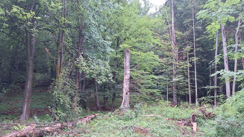 BiodiverCITY Villach - Federaun 