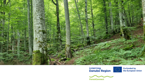 csm_ForestConnect_title_Picture_wiegele_240528_6f124b9c52.png 