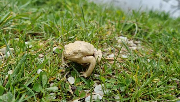 Foto der "Goldenen Unke" im Gras