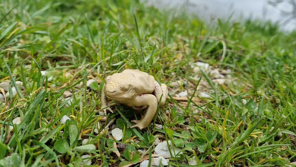 Foto der "Goldenen Unke" im Gras 