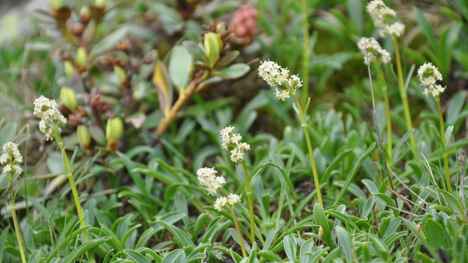 Valeriana celtica 